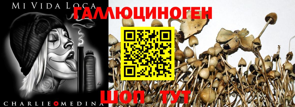 Псилоцибиновые грибы мухоморы  Вход с VPN  наркошоп  Новозыбков 